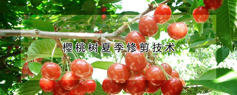 樱桃树夏季修剪技术 —【发财农业网】
