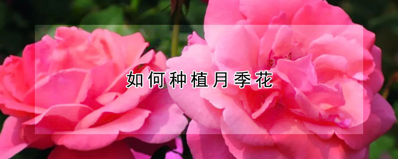 如何种植月季花