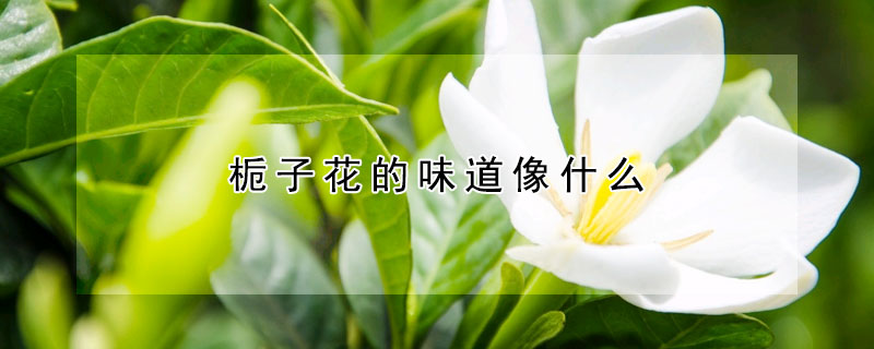 栀子花的味道像什么