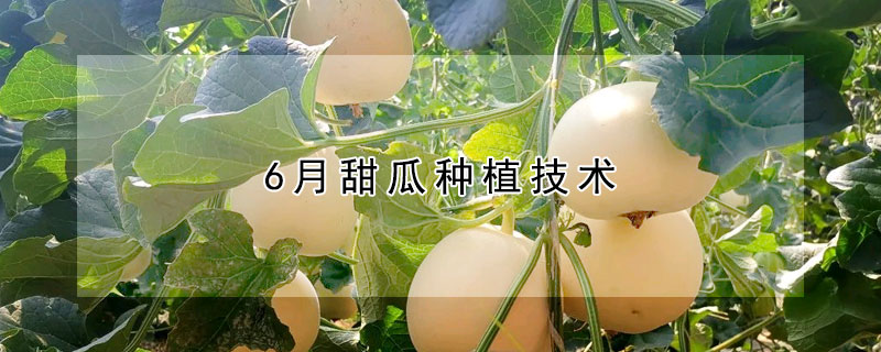 6月甜瓜种植技术