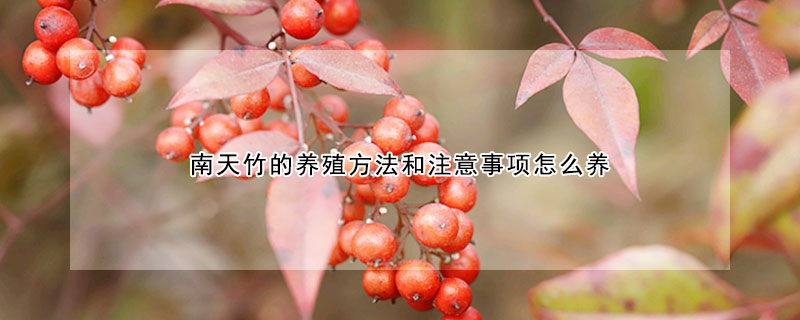 南天竹的养殖方法和注意事项怎么养