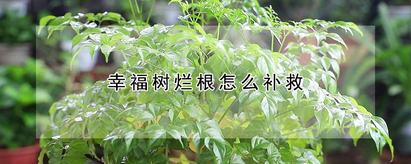 幸福树烂根怎么补救