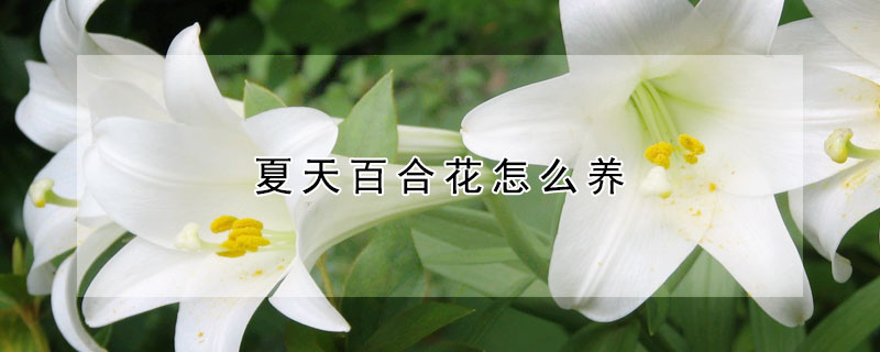 夏天百合花怎么养