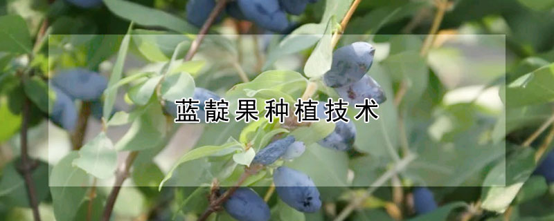 蓝靛果种植技术