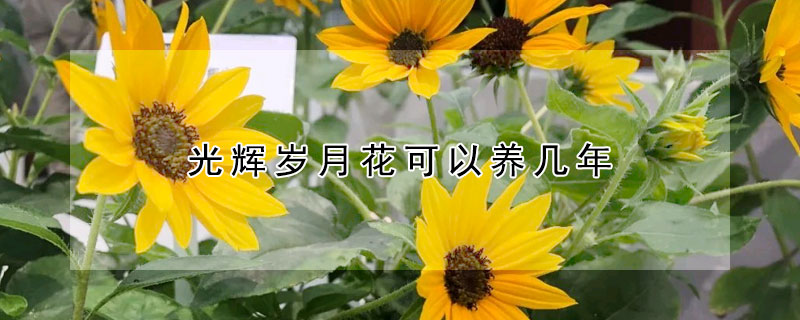 光辉岁月花可以养几年