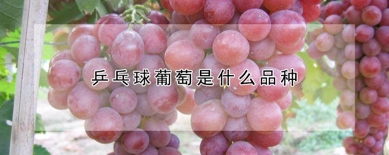 乒乓球葡萄是什么品种