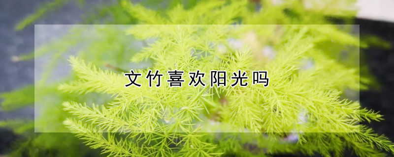 文竹喜欢阳光吗