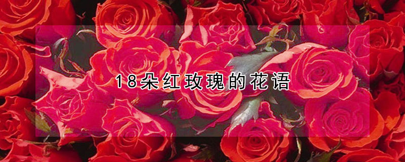 18朵红玫瑰的花语