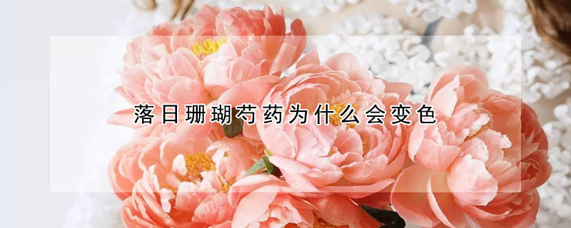 落日珊瑚芍药为什么会变色