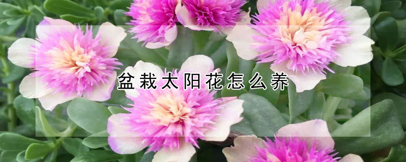盆栽太阳花怎么养