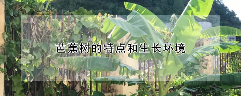 芭蕉树的特点和生长环境