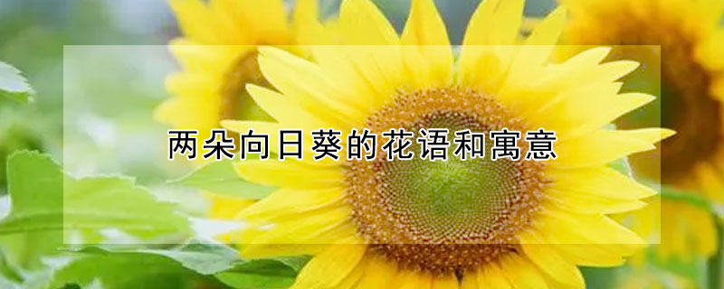 两朵向日葵的花语和寓意