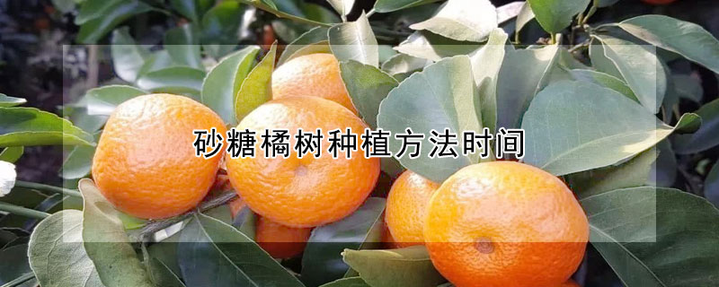 砂糖橘树种植方法时间