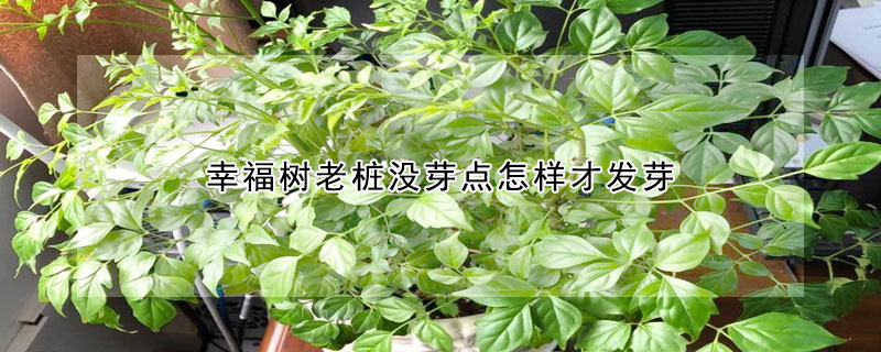 幸福树老桩没芽点怎样才发芽