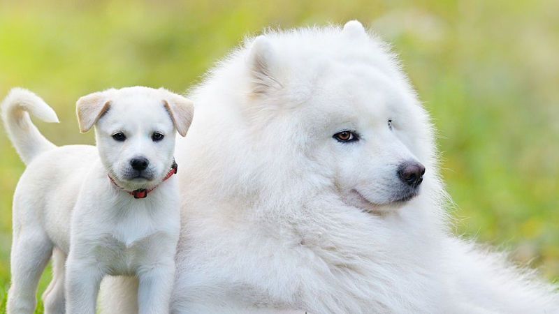犬科动物有哪些