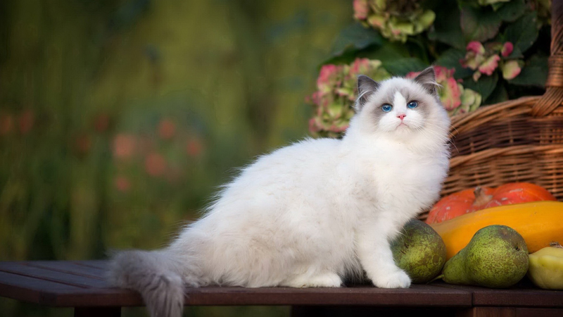 猫科动物有哪些