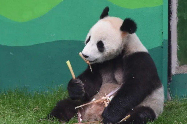 大熊猫的生活习性