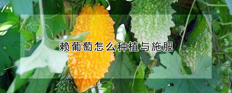 赖葡萄怎么种植与施肥