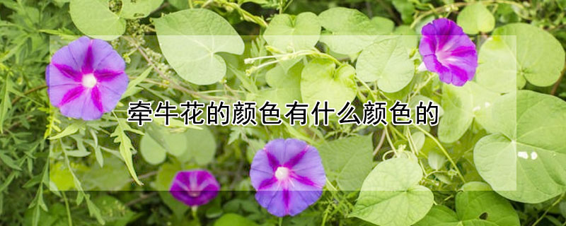 牵牛花的颜色有什么颜色的