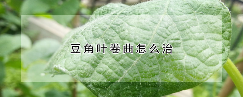 豆角叶卷曲怎么治