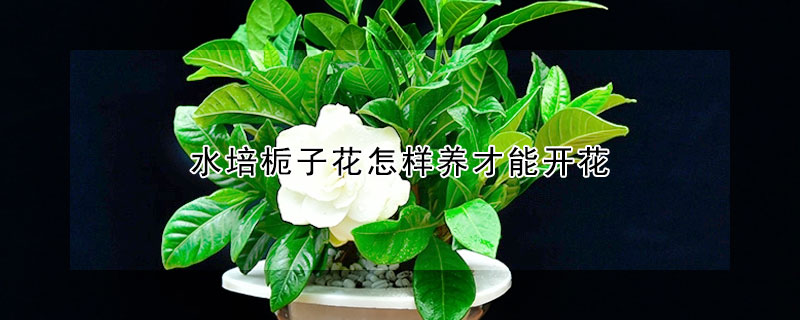 水培栀子花怎样养才能开花