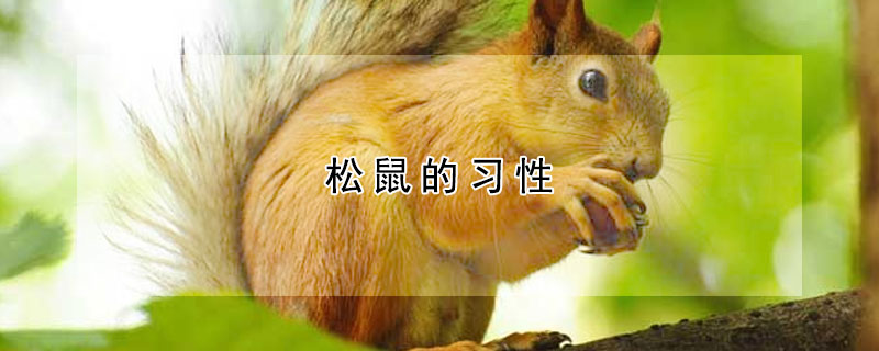 松鼠的习性