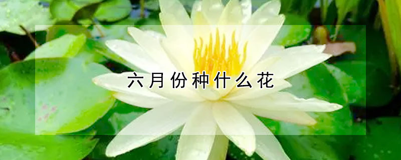 六月份种什么花