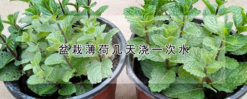 盆栽薄荷几天浇一次水