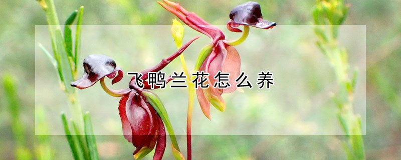 飞鸭兰花怎么养