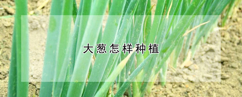 大葱怎样种植