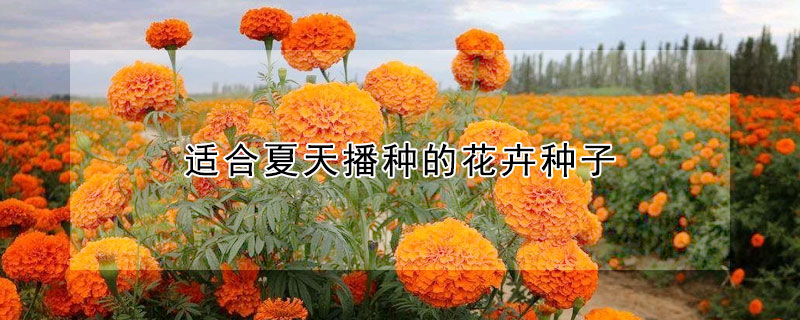 适合夏天播种的花卉种子