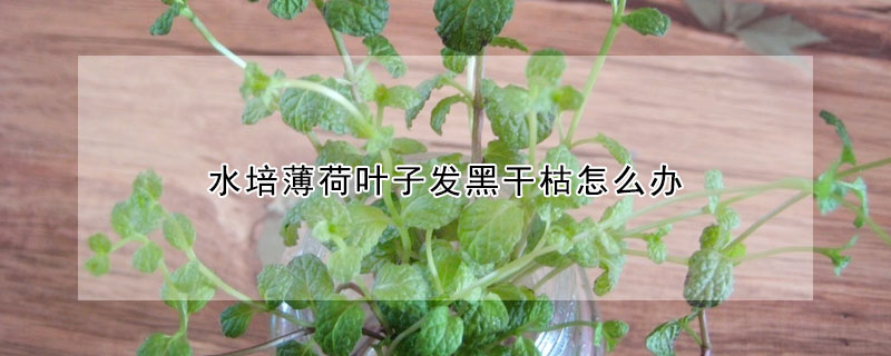 水培薄荷叶子发黑干枯怎么办