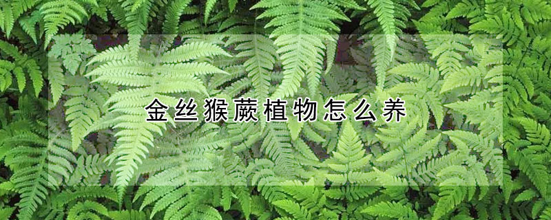 金丝猴蕨植物怎么养