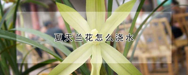 夏天兰花怎么浇水