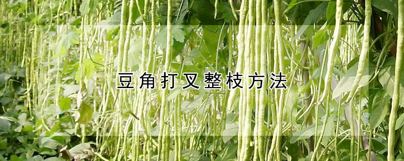 豆角打叉整枝方法