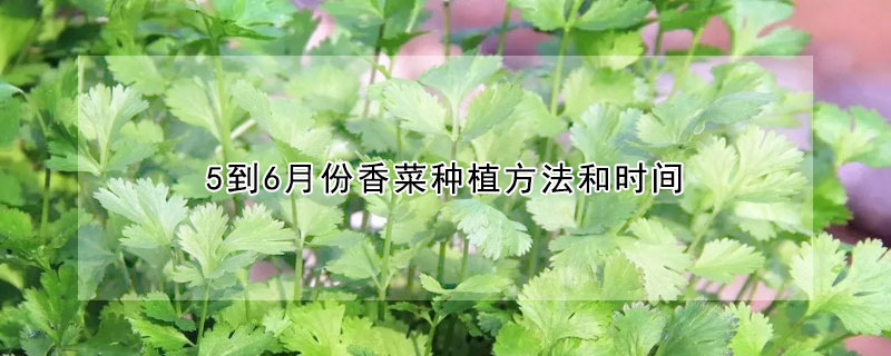 5到6月份香菜种植方法和时间