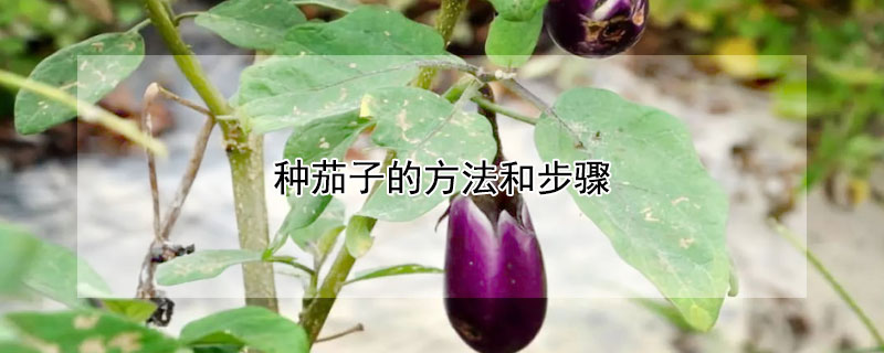 种茄子的方法和步骤