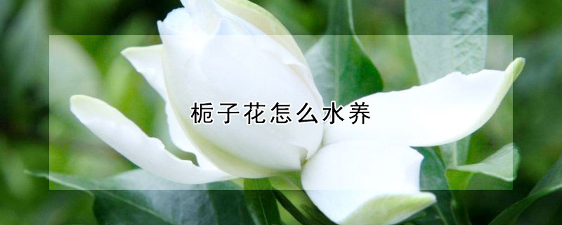 栀子花怎么水养