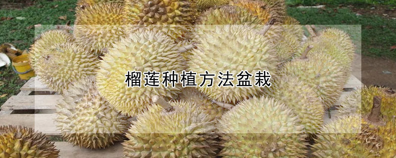 榴莲种植方法盆栽