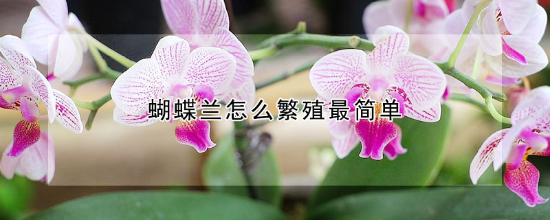 蝴蝶兰怎么繁殖最简单