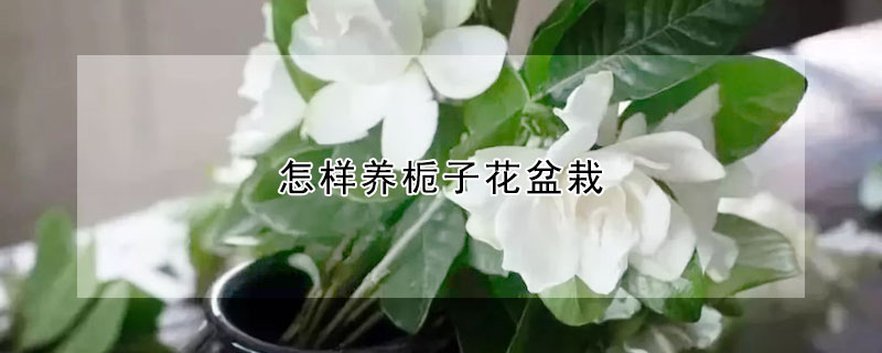 怎样养栀子花盆栽