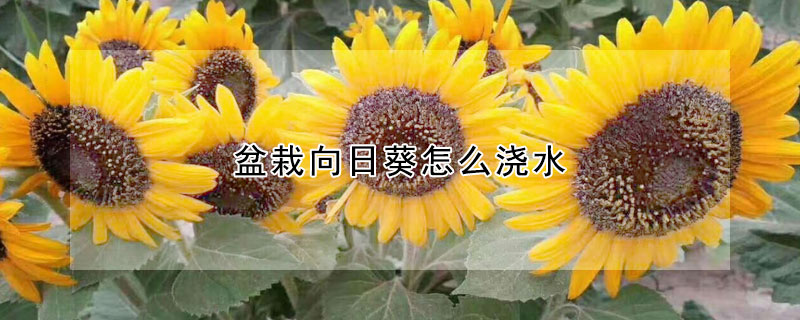 盆栽向日葵怎么浇水