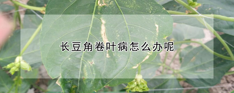 长豆角卷叶病怎么办呢