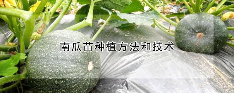 南瓜苗种植方法和技术