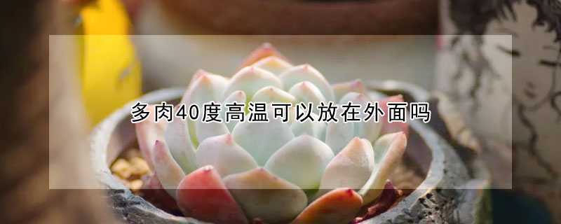 多肉40度高温可以放在外面吗