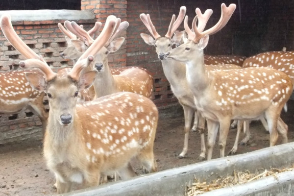 梅花鹿的生活习性