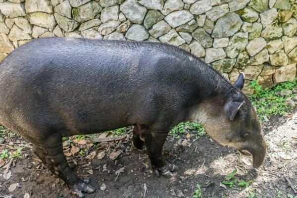 貘是什么动物