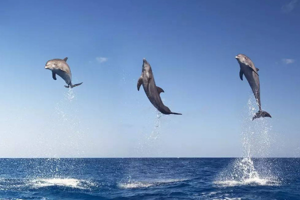 海豚的品种