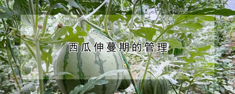 西瓜伸蔓期的管理