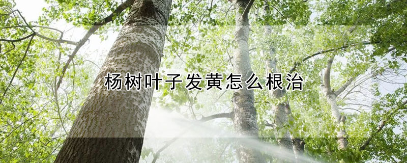 杨树叶子发黄怎么根治